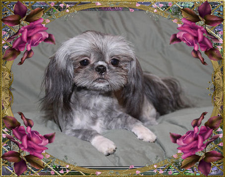 Heather, Silver/Gray & White - Chinese Imperial Shih Tzu